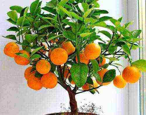 how to grow an orange at home from a stone