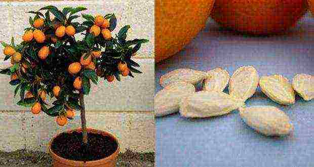 how to grow an orange at home from a stone