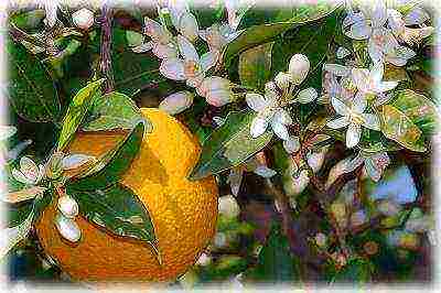 how to grow an orange at home from a stone