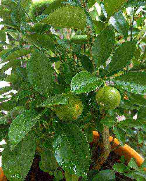 how to grow an orange at home from a stone