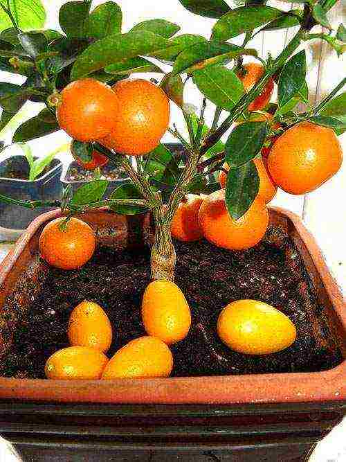 how to grow oranges at home from seed