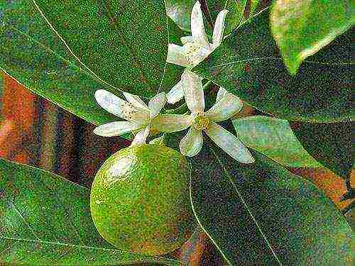 kung paano mapalago ang mga dalandan sa bahay mula sa binhi