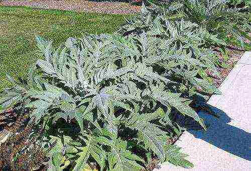 kung paano palaguin ang mga artichoke at kung kailan aanihin ang mga artichoke