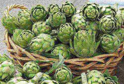 how to grow artichokes and when to harvest artichokes