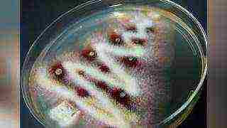 how to grow bacteria in a petri dish at home