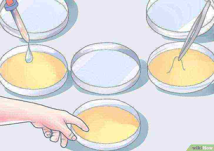 how to grow bacteria in a petri dish at home