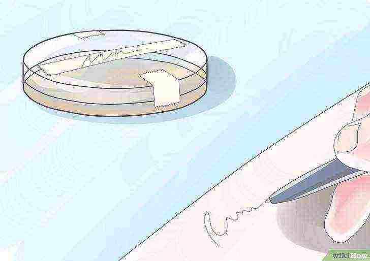 how to grow bacteria in a petri dish at home