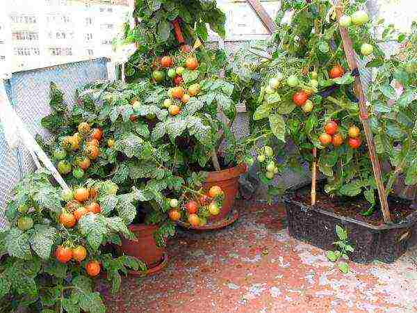 how to grow balcony tomatoes at home