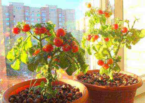 how to grow balcony tomatoes at home