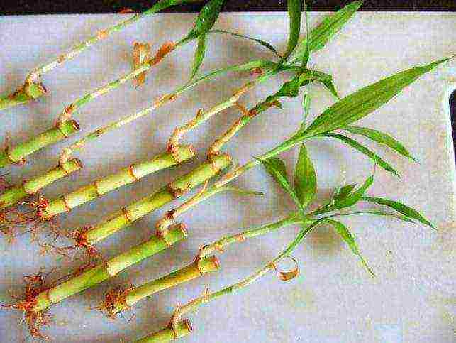 how to grow happiness bamboo at home