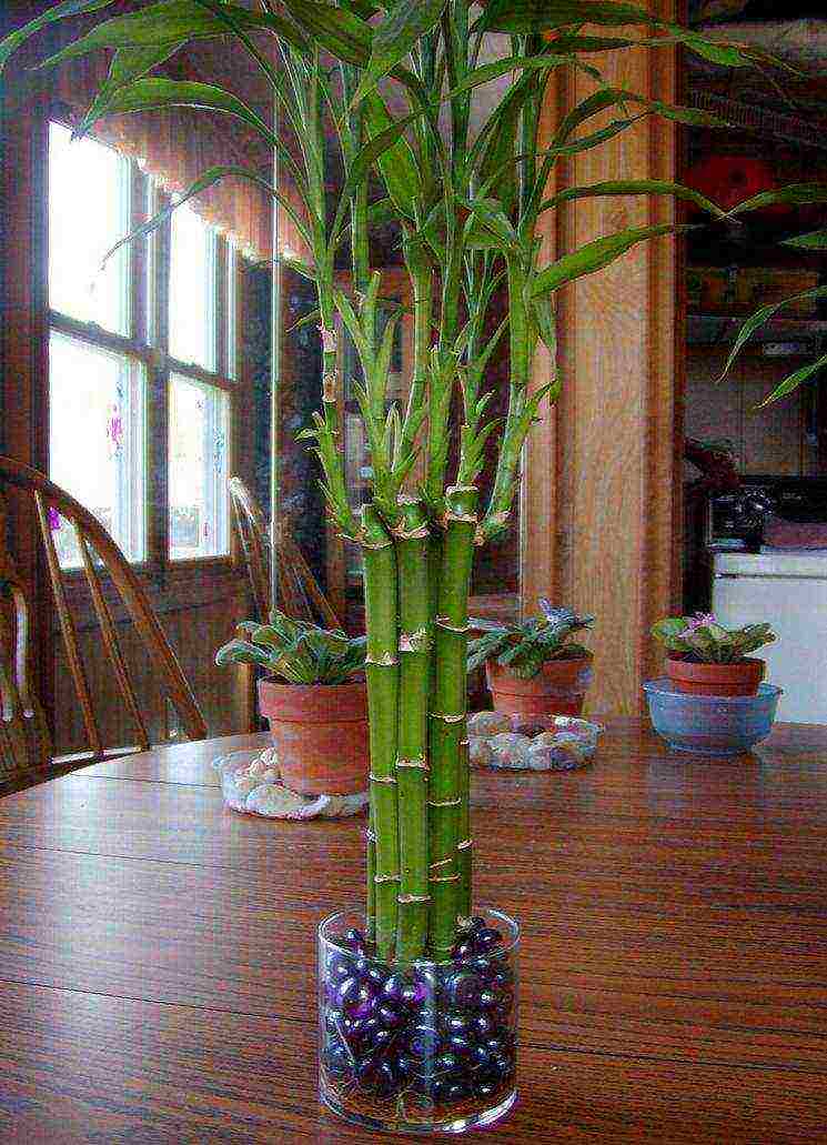 how to grow bamboo at home in a hydrogel