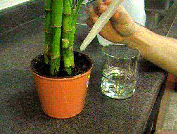 how to grow bamboo at home in a hydrogel