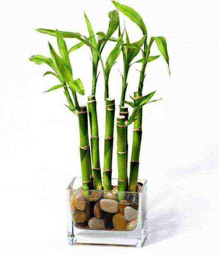 how to grow bamboo at home in a hydrogel