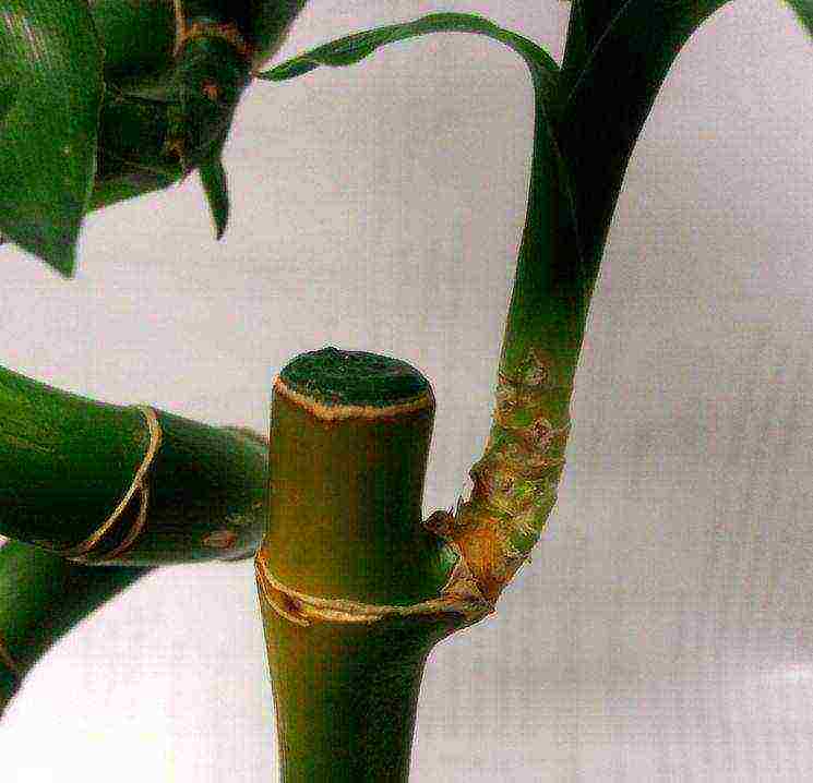 how to grow bamboo at home in a hydrogel