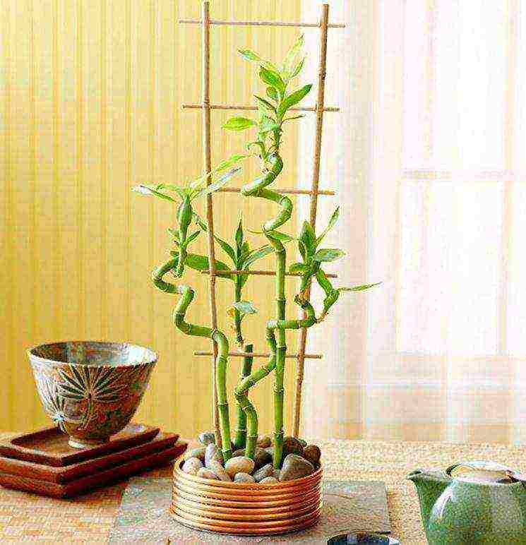 how to grow bamboo at home in a hydrogel