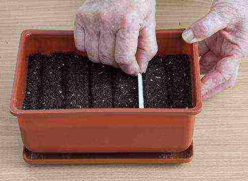 how to grow marigolds from seeds at home