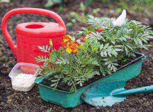 how to grow marigolds from seeds at home