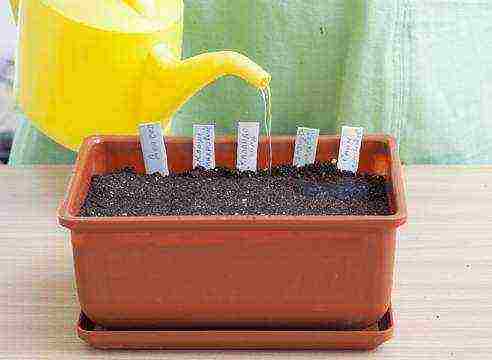 how to grow marigolds from seeds at home