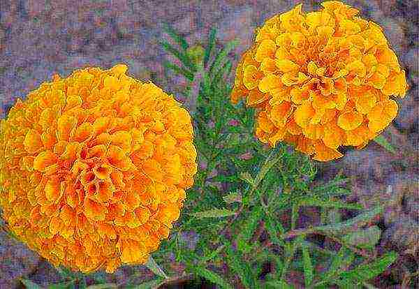 how to grow marigolds from seeds at home