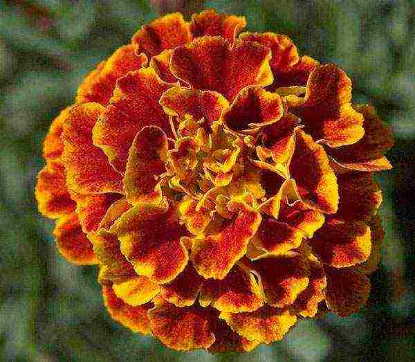 how to grow marigolds from seeds at home