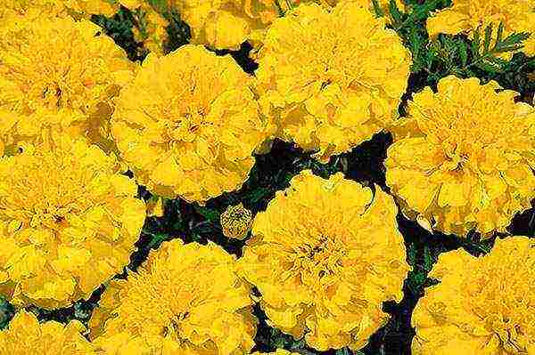 how to grow marigolds from seeds at home