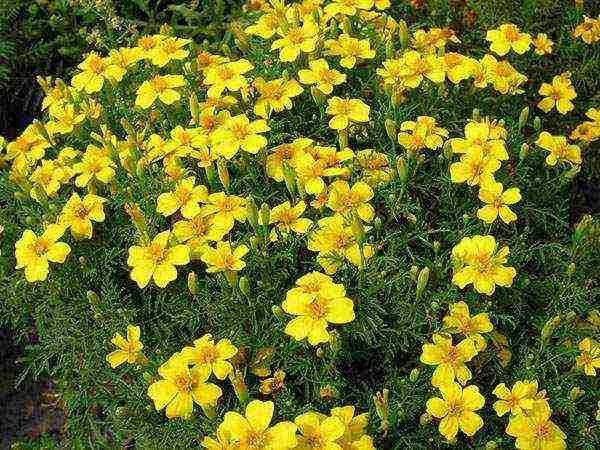 how to grow marigolds from seeds at home