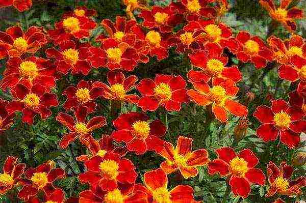 how to grow marigolds from seeds at home