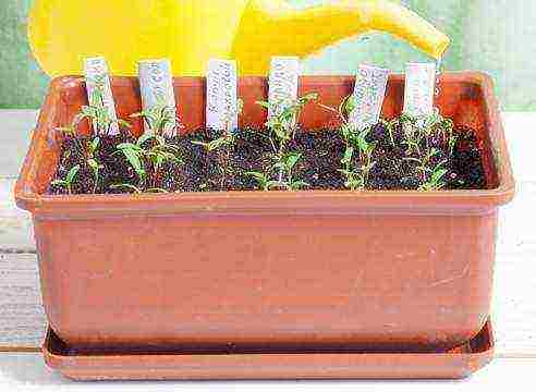 how to grow marigolds from seeds at home