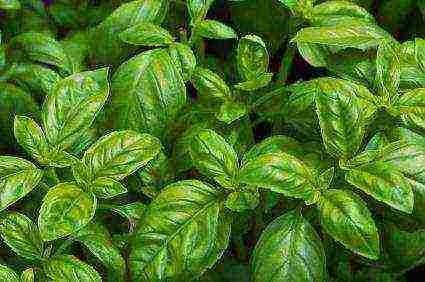 how to grow basil at home from seeds