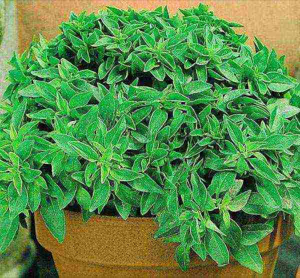 how to grow basil at home from seeds