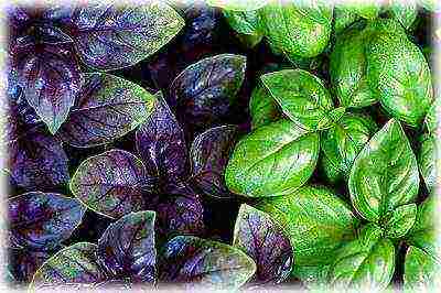 how to grow basil at home from seeds in winter