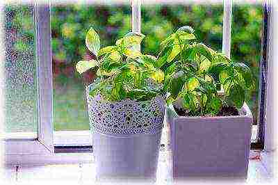 how to grow basil at home from seeds in winter