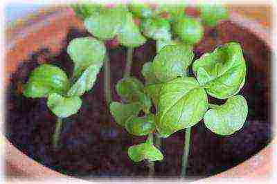 how to grow basil at home from seeds in winter