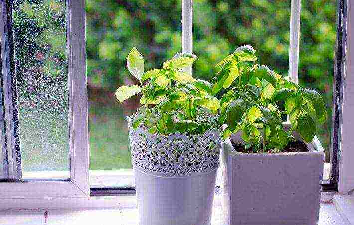 how to grow basil at home from seeds in winter