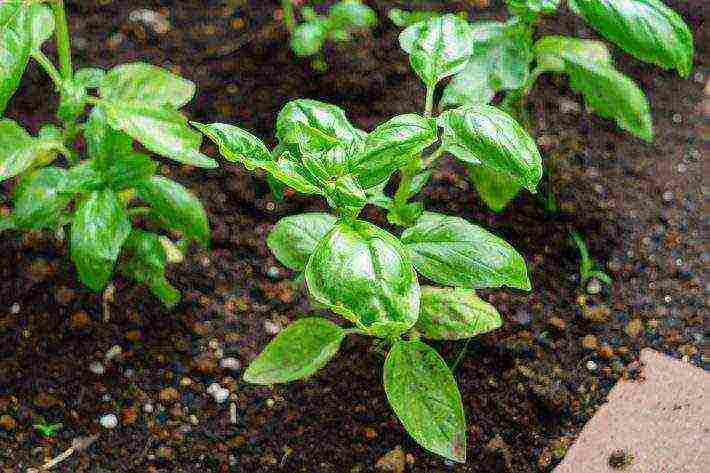 how to grow basil at home from seeds in winter