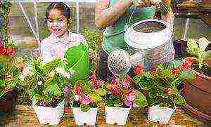 how to grow begonias from seeds at home