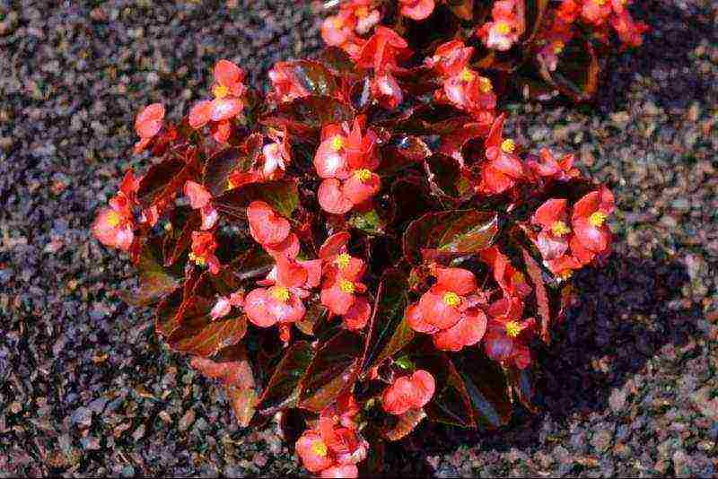 how to grow begonias from seeds at home