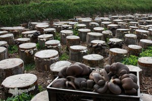 how to grow a porcini mushroom at home on stumps