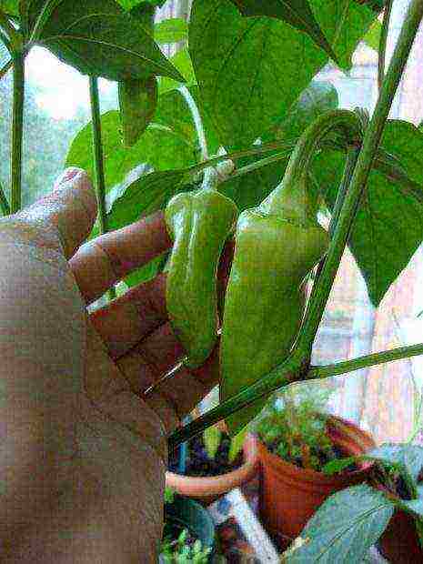 kung paano palaguin ang mga peppers sa bahay