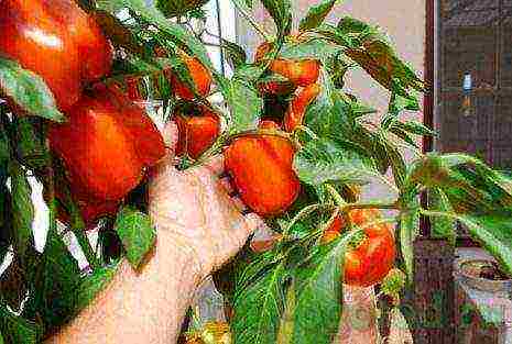 how to grow bell peppers at home