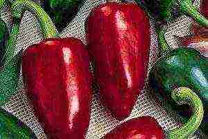 how to grow bell peppers at home