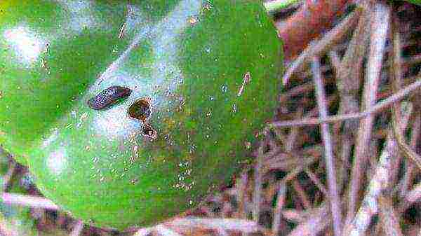 kung paano palaguin ang mga peppers sa bahay