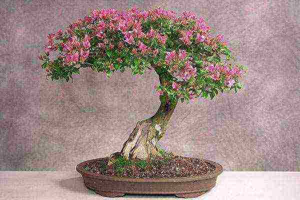 kung paano palaguin ang bonsai sakura mula sa mga binhi sa bahay