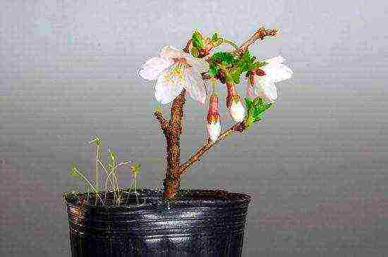 how to grow bonsai sakura from seeds at home