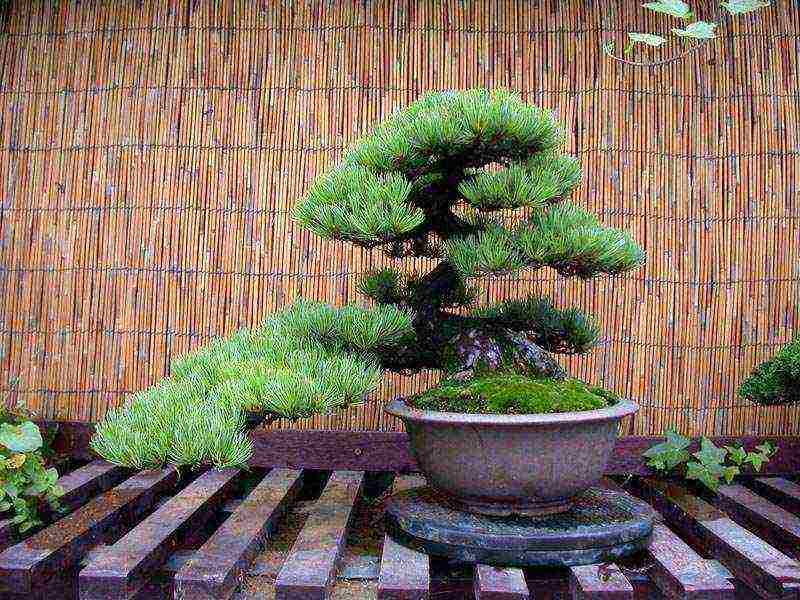 how to grow bonsai sakura from seeds at home