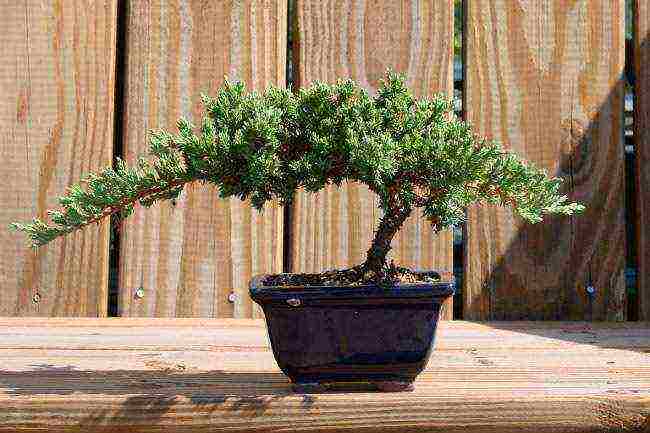 how to grow bonsai sakura from seeds at home