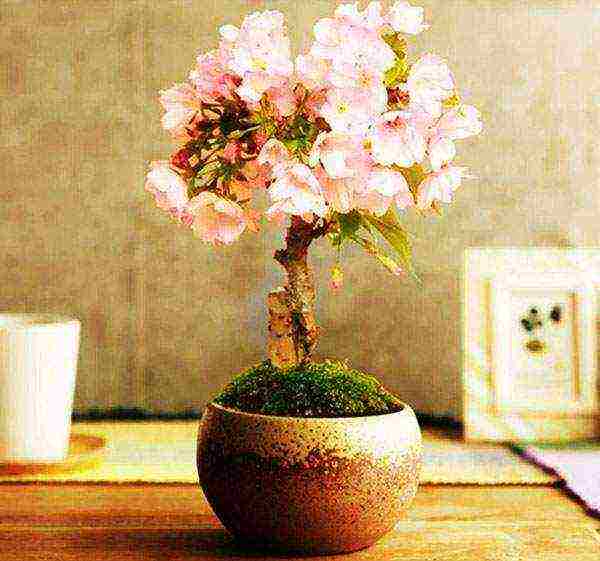 how to grow bonsai sakura from seeds at home