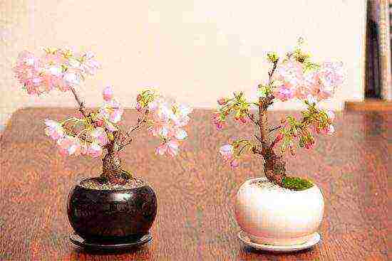 kung paano palaguin ang bonsai sakura mula sa mga binhi sa bahay