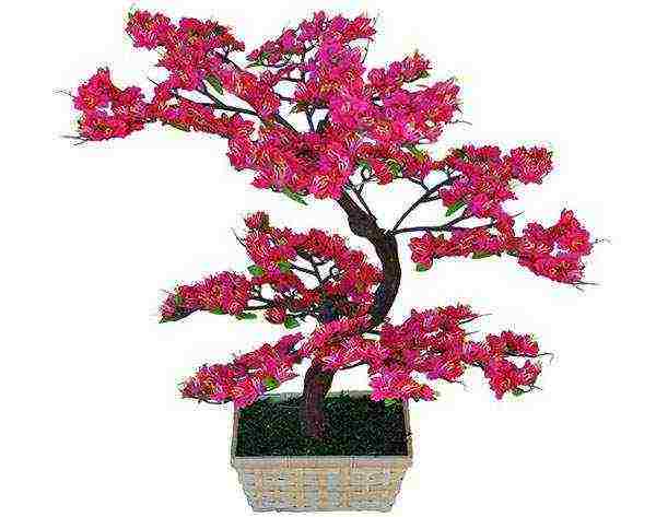 kung paano palaguin ang bonsai sakura mula sa mga binhi sa bahay