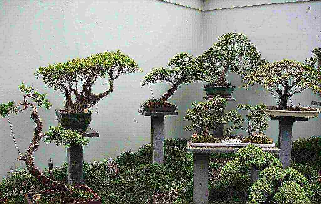 how to grow bonsai sakura from seeds at home